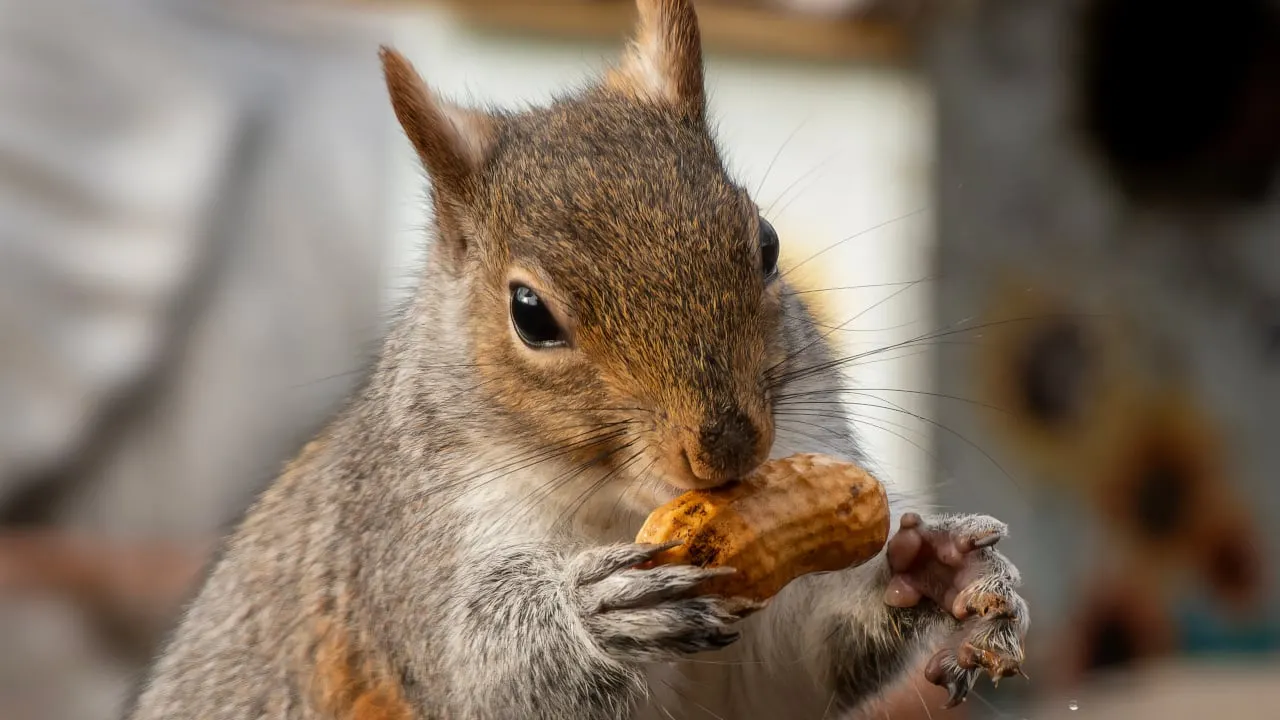 花生 the Squirrel (PNUT)
