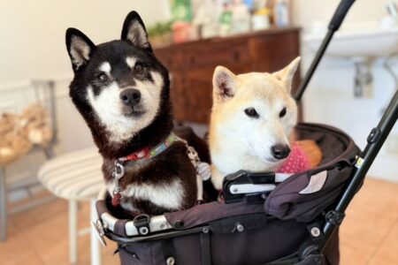 Neiro and cocoro