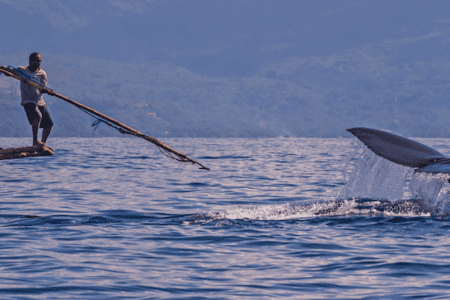 Whale