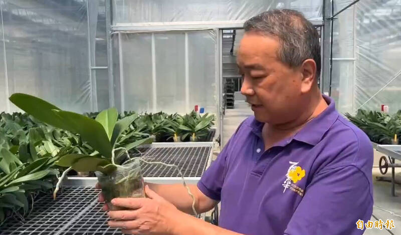 蘭花農李蒼裕說，台灣關稅20%對蝴蝶蘭外銷美國造成很大的影響。（記者劉婉君攝）