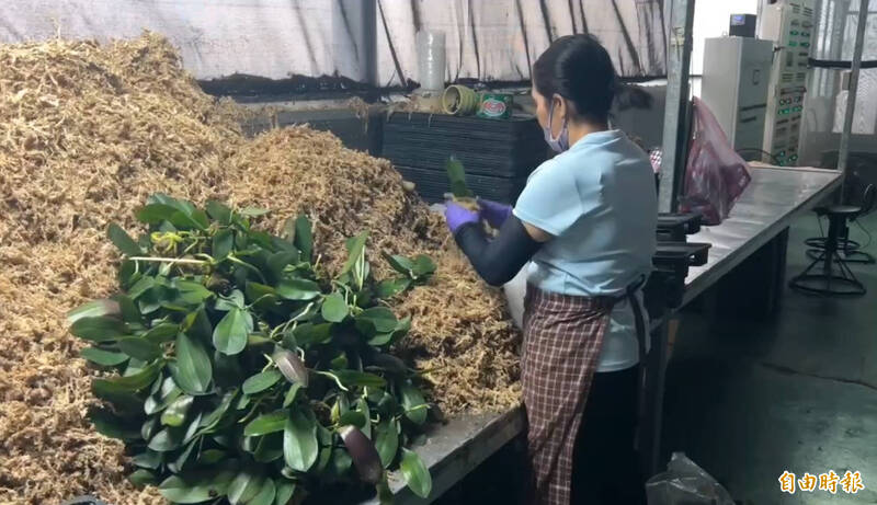 台南蝴蝶蘭產量全國第一，台灣關稅20%造成衝擊。（記者劉婉君攝）